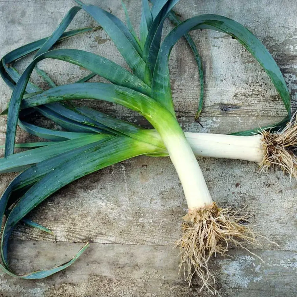 Sementes de Alho Poró